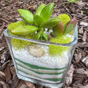 Succulent Terrarium Kit – DIY with Live Plant & Natural Stones