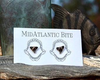 Fossilized Shark Tooth Stud Earrings