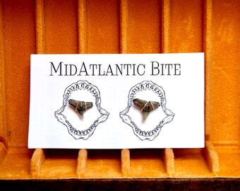 Fossilized Shark Tooth Stud Earrings