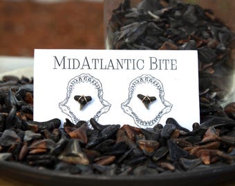 Fossilized Shark Tooth Stud Earrings