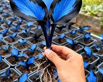 300 Rare Blue Heart Hosta Seeds – Midnight Shade Garden Perennial