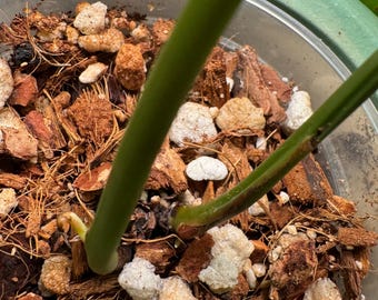 2 Gallon | Peat-Free Chunky Hoya and Aroid Potting Mix With Coco Coir