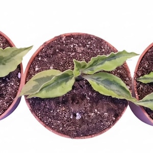 May include: Three small plants with variegated green and light yellow wavy leaves planted in individual round brown plastic pots filled with dark potting soil. Each plant is centered in its container, displaying a distinct pattern of foliage.