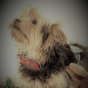 Red Bow Tie Collar For Small Dogs For Christmas/Valentines Day