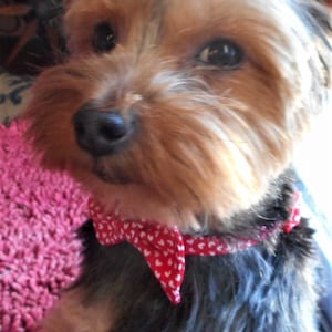 Valentine&#39;s Day Bow Tie Collar For Tiny Dogs