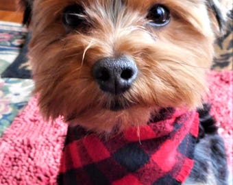 yorkie bandana