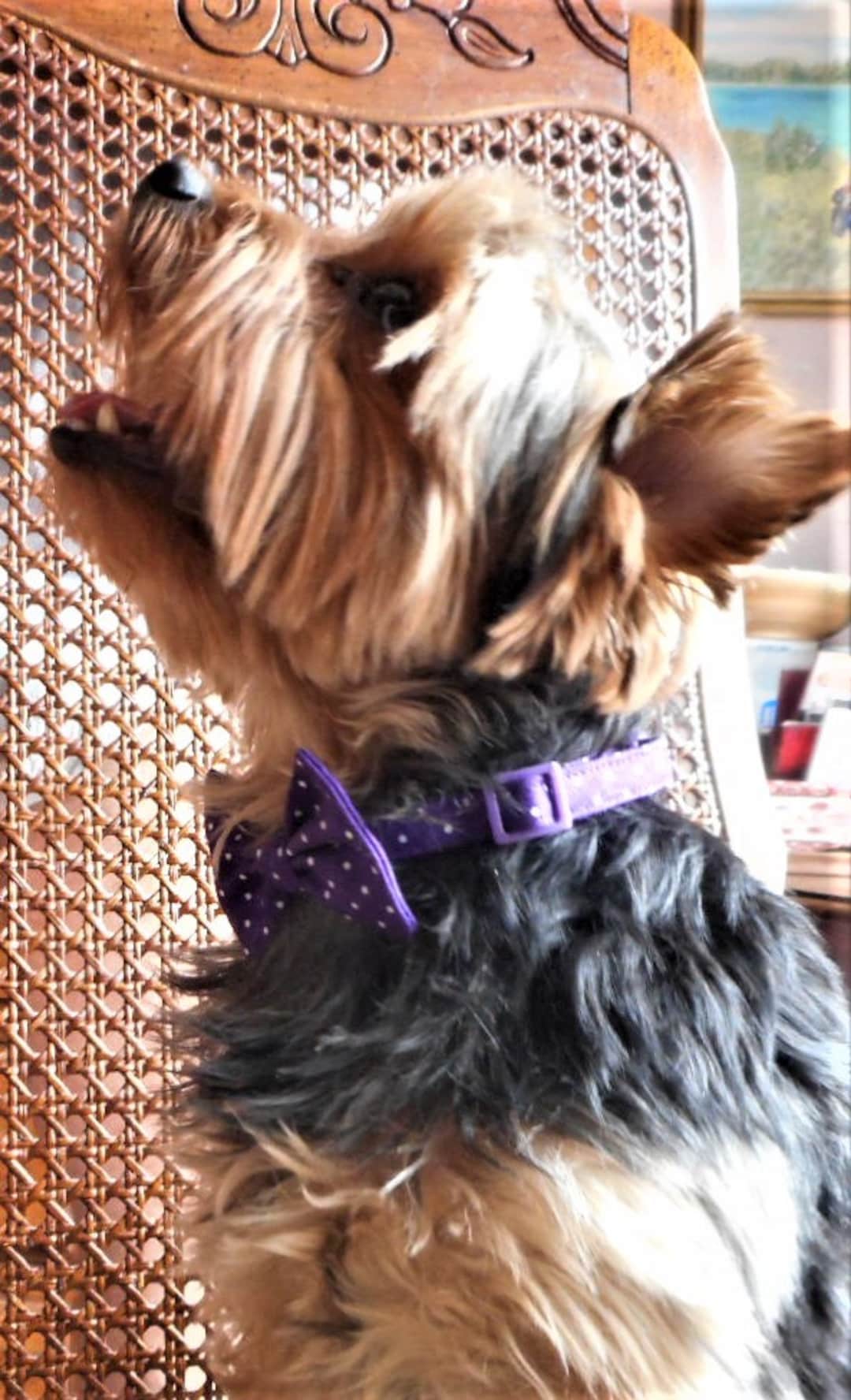 Spring/easter Bow Tie Collar for Yorkie Sized Dogs Etsy