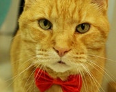Lipstick Red Cat Break Away  Bow Tie Collar