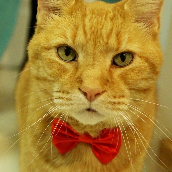 Lipstick Red Cat Break Away  Bow Tie Collar