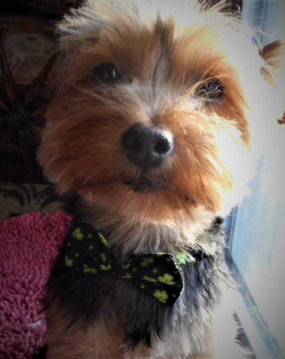 St Patrick/'s day dog collar with bow tie medium large dog collar Green irish beer dog collar small puppy collar holiday dog collar