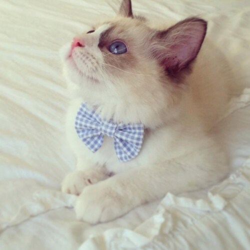 kittens with bow ties