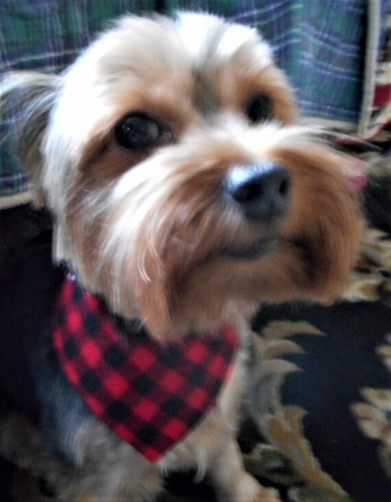 yorkie with bandana