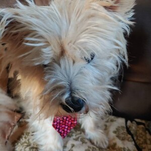 Valentines Neck Tie for Large and Small Dogs Featuring Pink and Red Hearts image 4