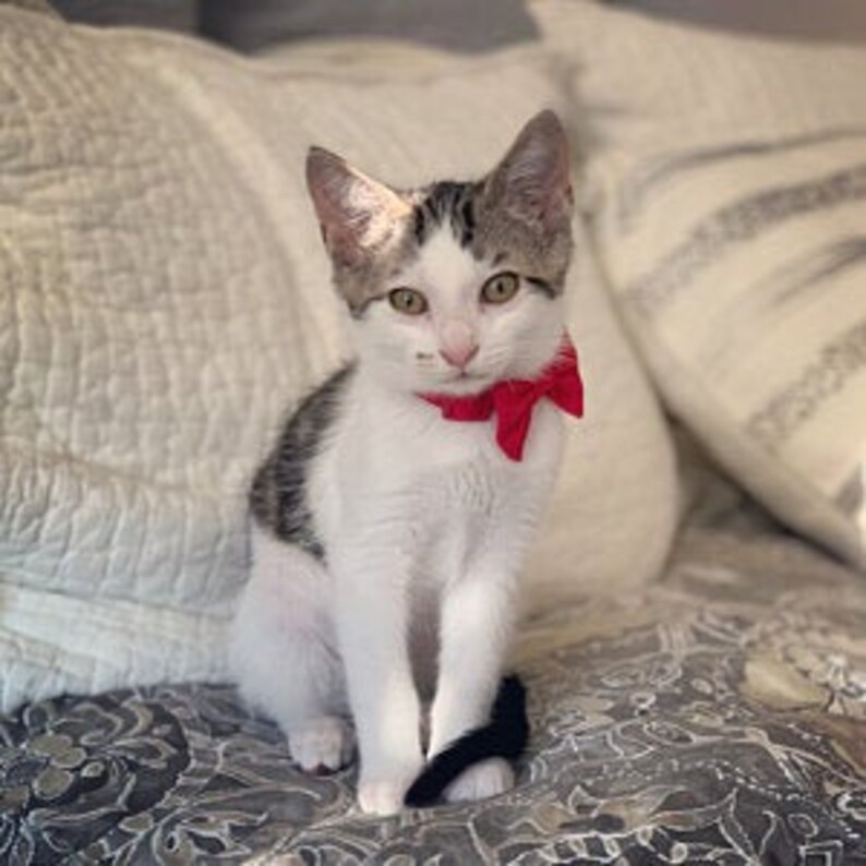 Kitten Bow Tie Collar for Valentines Day or Christmas Etsy