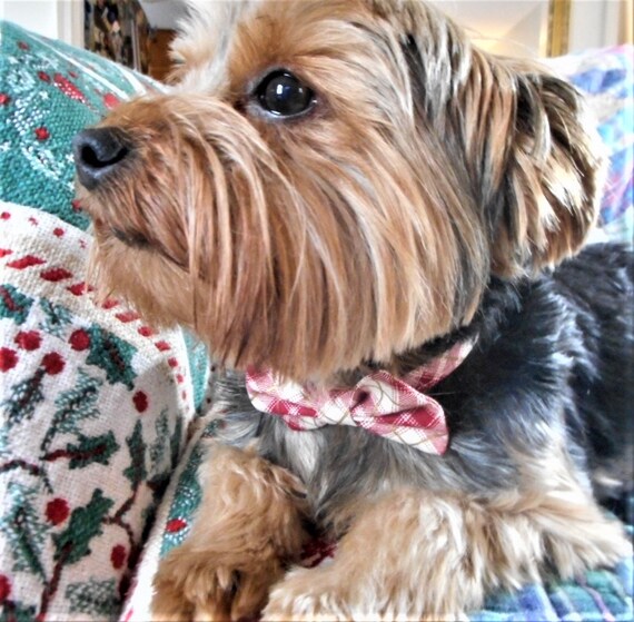 yorkie tie