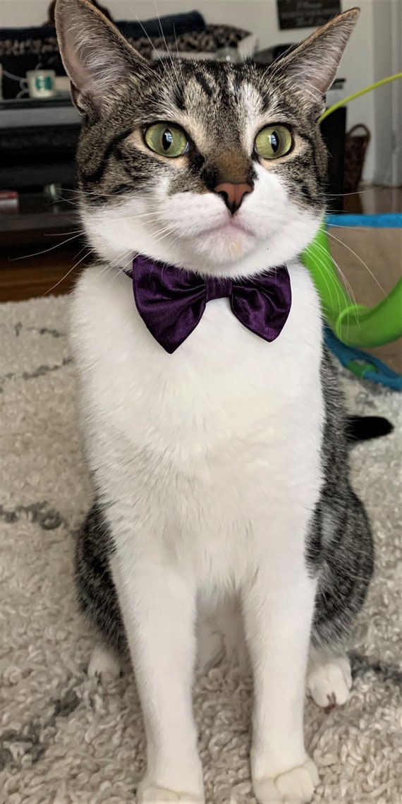 Etsy 2024 cat tie