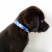 see more listings in the collars,leashes, harness section