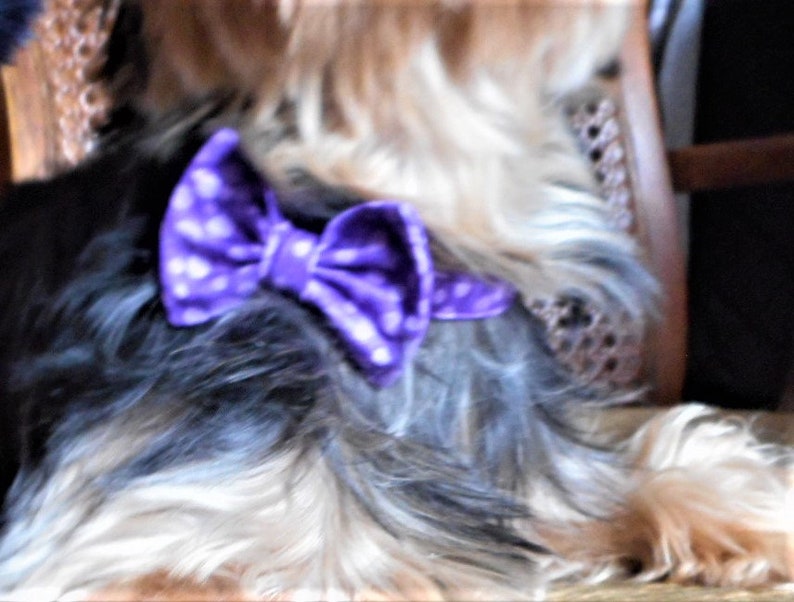 Yorkie Size Bow Tie Collar for Summer Etsy Australia