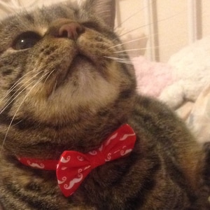 Moustache Cat Bow Tie on Breakaway Collar
