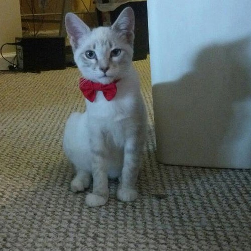 Kitten Bow Tie Collar for Valentines Day or Christmas Etsy