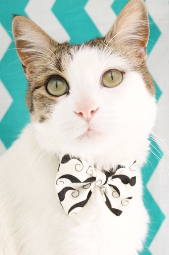 Breakaway cat clearance collar with bow