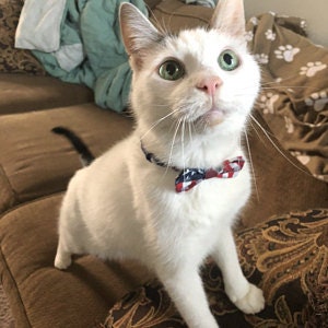 Patriotic Bow Tie for Cats and Tiny Dogs