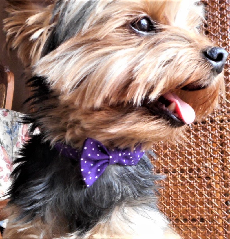 Spring/easter Bow Tie Collar for Yorkie Sized Dogs Etsy