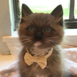 Zitronengelbe und Weiße Seersucker Break Away Bowtie Collar für Katzen