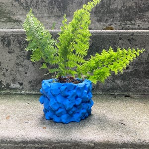 May include: A vibrant green fern plant in a bright blue, textured pot. The pot has a unique, irregular surface. The plant's fronds are a lively green, contrasting with the blue of the pot. The plant is sitting on a concrete surface.