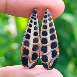 May include: Two teardrop-shaped gemstones with a distinctive pattern. The stones display a black and tan pattern with a series of dark, circular shapes. The gemstones are held between fingers against a blurred green background.