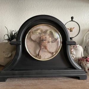 May include: A black wooden clock with a glass dome containing a preserved animal specimen. The animal is brown and has long limbs. The clock is on a wooden surface.