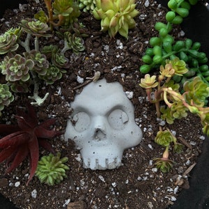 1 Concrete Skull Garden Planter Decoration Front Yard Pot Head Fairy