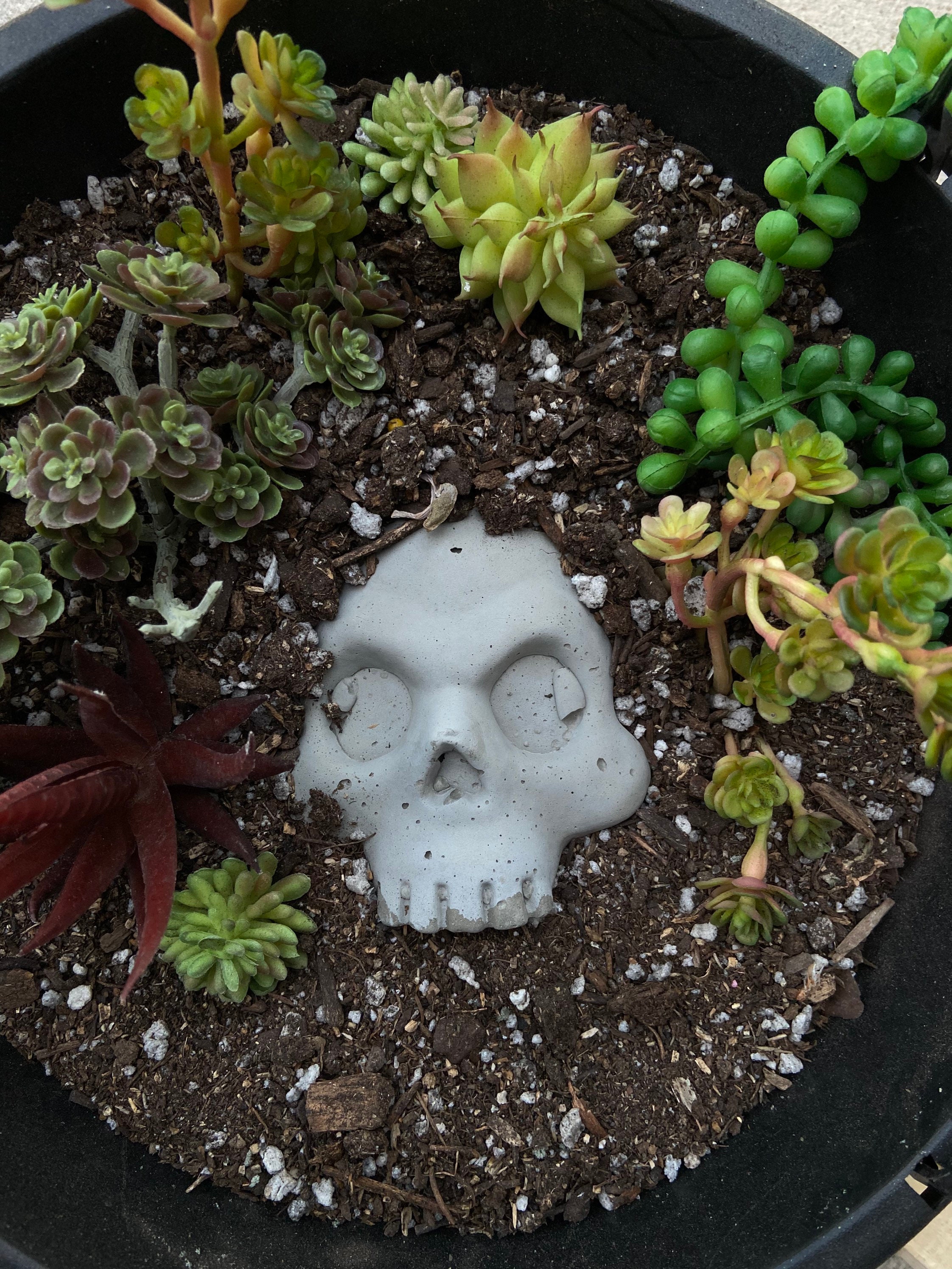 1 Maceta de hormigón con forma de calavera para jardín, decoración para el patio delantero, cabeza de hada