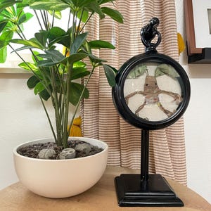 May include: A black framed magnifying glass with a brown figurine inside. The figurine has long arms and legs and is sitting on a white surface. The magnifying glass is on a black stand with a square base.