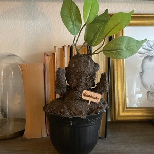 May include: A potted Mandrake plant with green leaves and a brown label that says "Mandrake". The plant is in a black pot and is sitting on a wooden shelf.