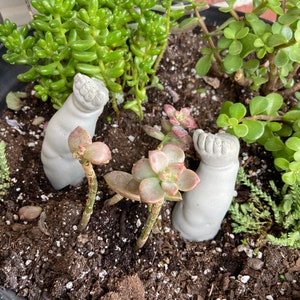May include: Two light gray concrete sculptures shaped like small, upright human hands emerging from dark potting soil. The hands are positioned among various green and reddish-tinted succulent plants within a dark circular container.