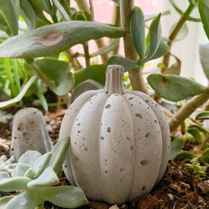 May include: A gray concrete pumpkin with a speckled texture sits in a pot with green succulents and brown soil.
