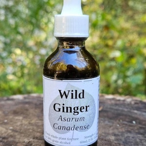 May include: A dark amber glass bottle with a white dropper top. The label reads "Wild Ginger Asarum Canadense". The bottle contains 2 fl oz of a tincture made with fresh whole plant and 50% grain alcohol.