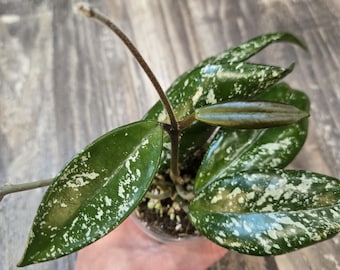 Hoya Carnosa Flamingo Dream Beautiful Plant - Etsy Canada