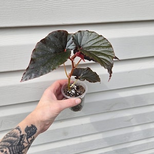 May include: A small potted begonia plant with dark, glossy, heart-shaped leaves that feature a deep burgundy and green coloration. The plant is housed in a clear plastic cup filled with soil and perlite, showing visible roots through the container.