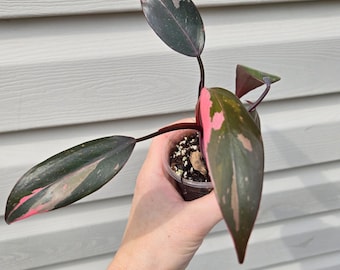 Philodendron Princesse Rose