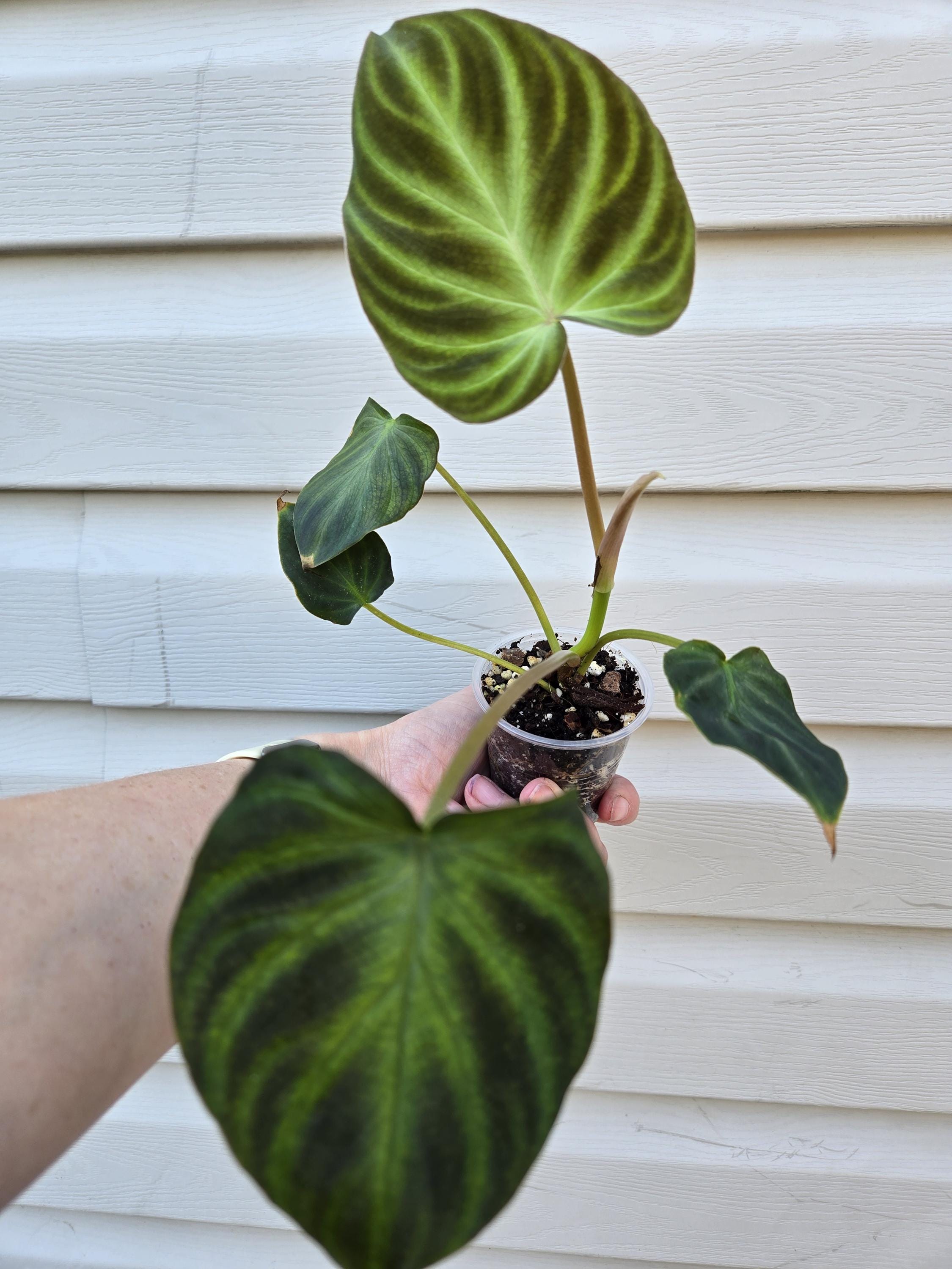 Philodendron Heterocraspedon - Etsy Canada