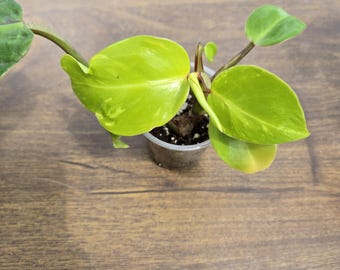 Philodendron Red Moon - Philodendron Red Moon