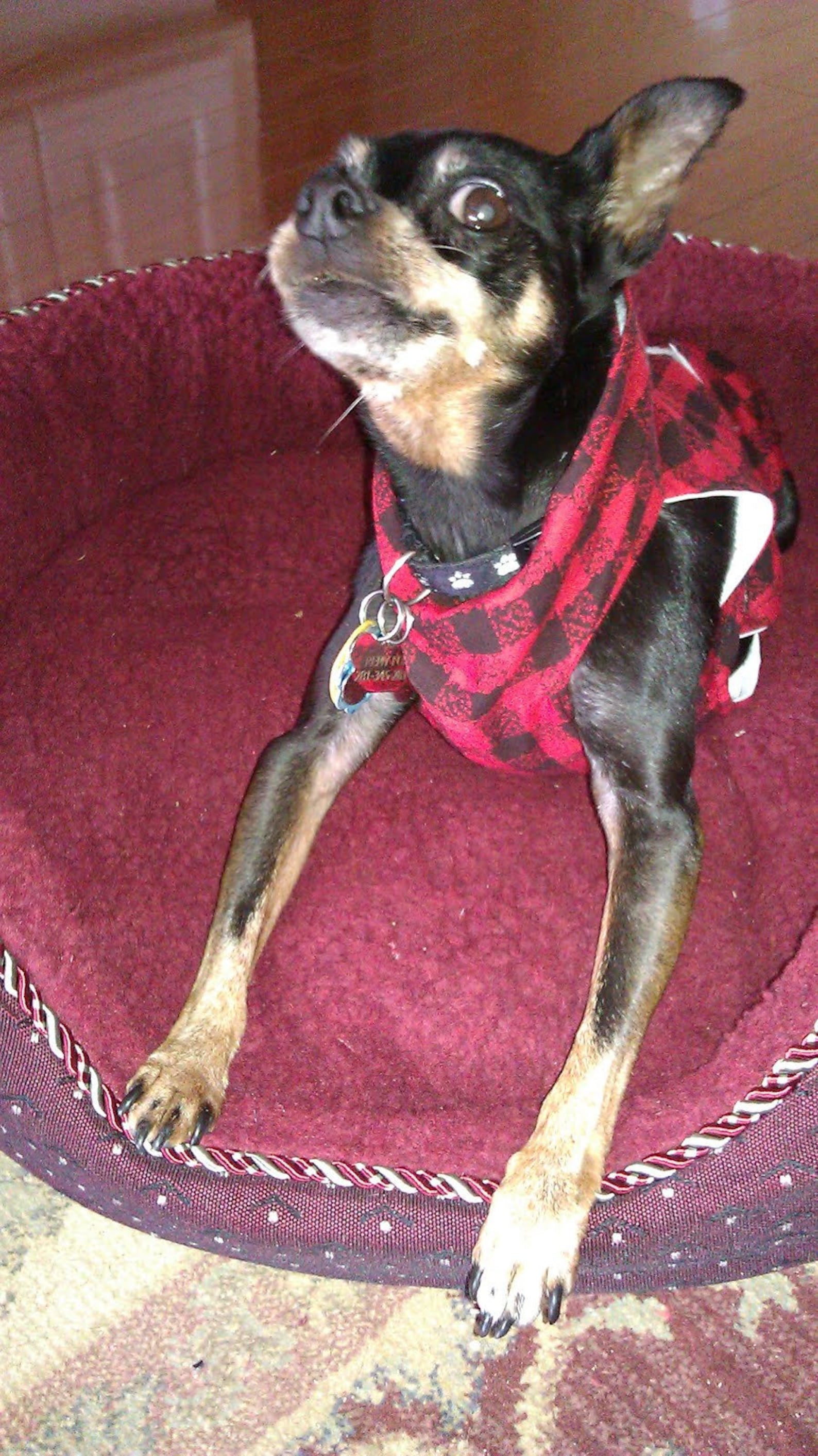 Male Dog Diaper Pattern, Remy Overalls Etsy