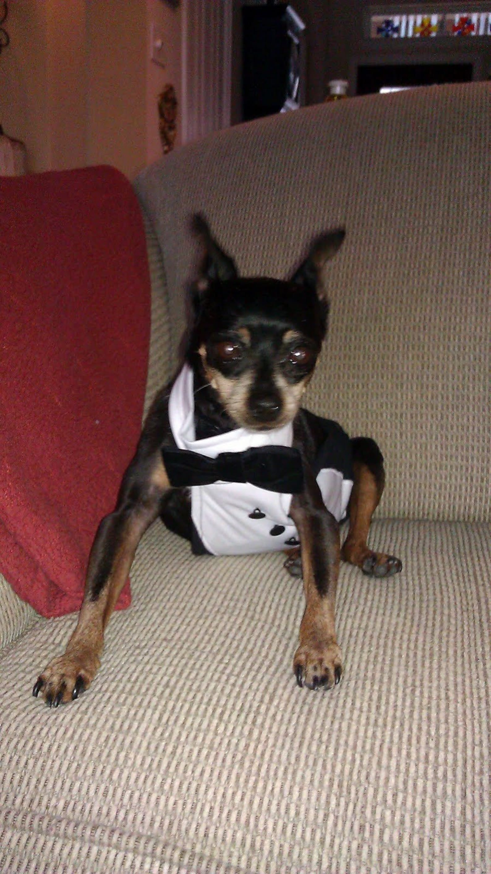 Male Dog Diaper Pattern, Remy Overalls Etsy