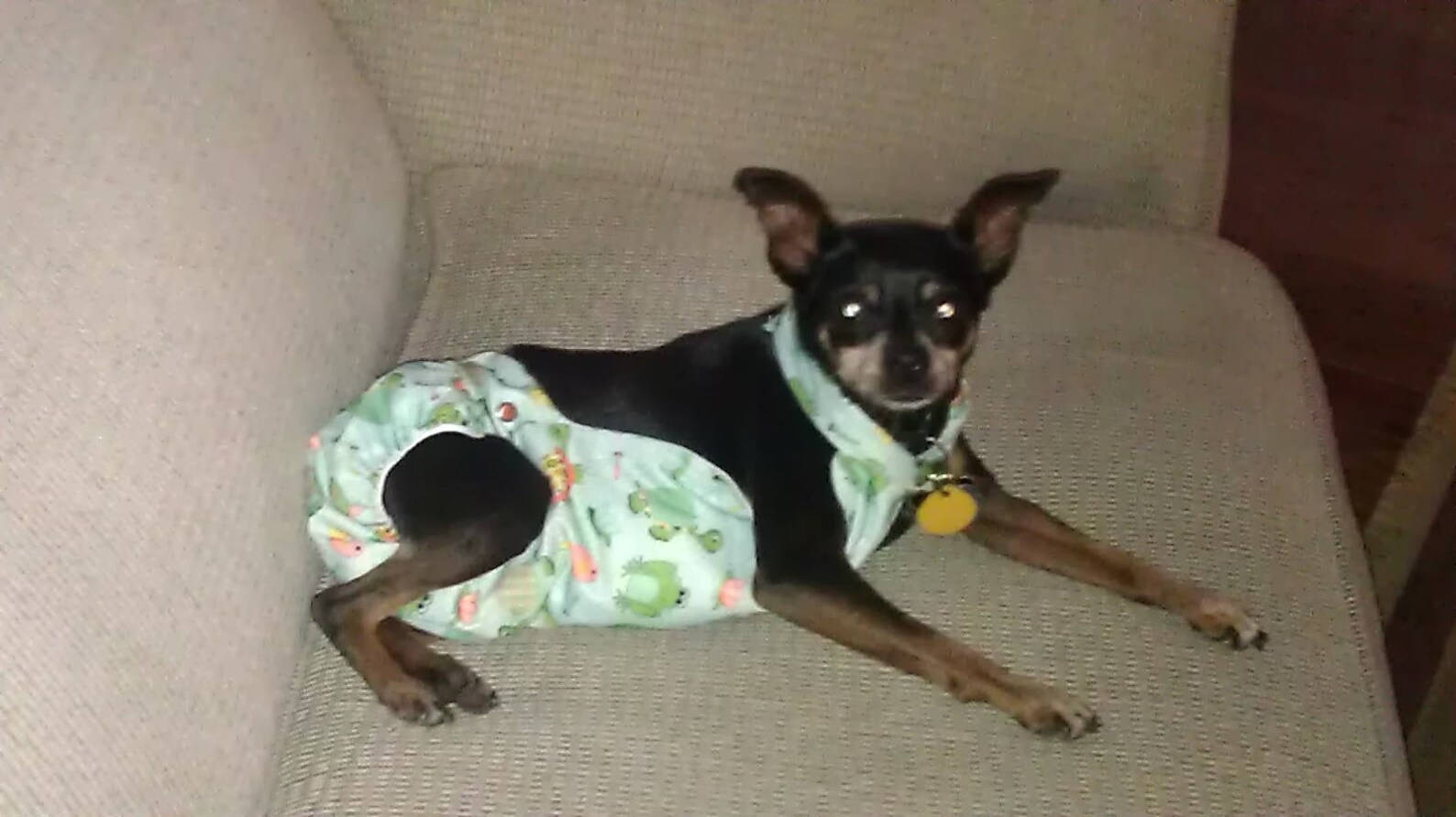 Male Dog Diaper Pattern, Remy Overalls Etsy