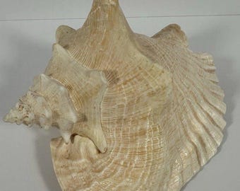 Conch Sea Shell Horned Large 7.5 x 6Natural Coastal Ocean Beach House Home Decor