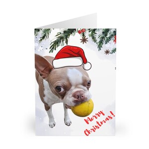 Pacote de cartão de Natal Crazy Boston Terrier com 5 retratos em branco por dentro, divertido, fofo, peludo, animal