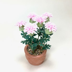 以下が含まれることがあります： ピンクと白の花が咲くミニチュアの鉢植え。 花は層状の花びらのデザインで、緑の葉に囲まれています。 植物は、小さな小石で満たされた小さなテラコッタ色の鉢に入っています。