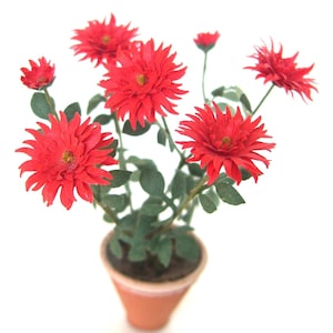 May include: A potted plant with bright red flowers and green leaves. The plant is in a terracotta pot.